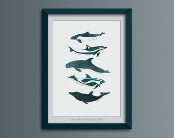 Dolphin & Porpoise Species Art Print: Marine Nursery Wall Art