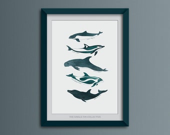 Art print of dolphin and porpoise species, marine themed wall art, picture of dolphins, sea life inspired art, animal poster for nursery