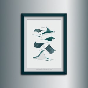 Giclee art print of ray species, marine themed wall art, picture of sting rays, Sealife inspired manta ray illustration