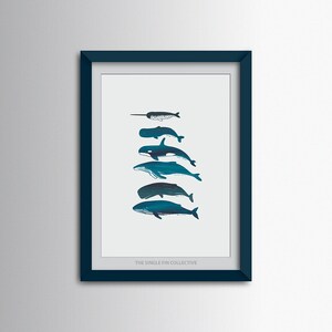 Giclee art print of whale species, marine themed wall art, picture of whales, Sealife inspired art image 2