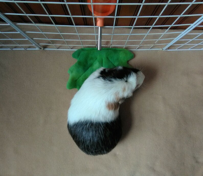 Water Bottle Drip Pad Set of Two Maple Leaf Guinea Pig Etsy