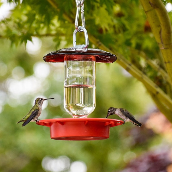 Hummingbird Feeder Bee Proof with 8 oz Clear Bottle with Red Glass Plate