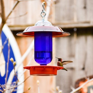 May include: A red and blue hummingbird feeder with a hummingbird perched on the edge. The feeder has a clear glass reservoir and a red plastic base.