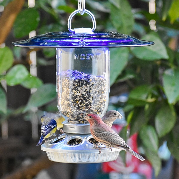 Best Bird Feeder a Glass 32 oz Mason Jar style for feeding the birds