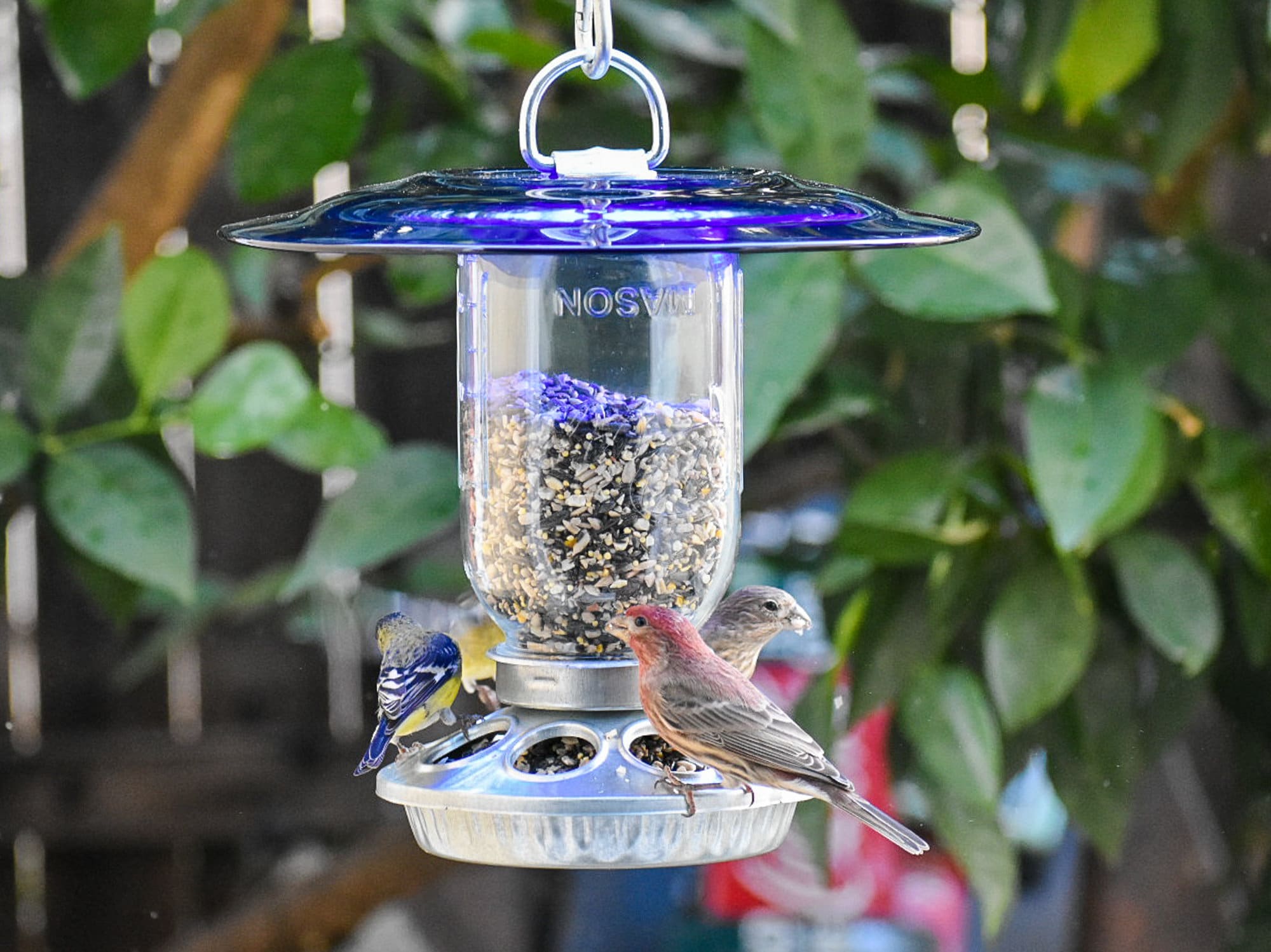 Mangeoire à oiseaux pour Fenêtres avec boisson pour oiseaux - en acrylique  transparent