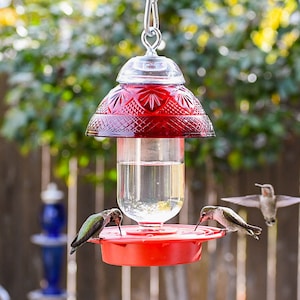 May include: Three hummingbirds feeding from a red glass hummingbird feeder with a clear glass reservoir. The feeder is hanging from a metal hook.