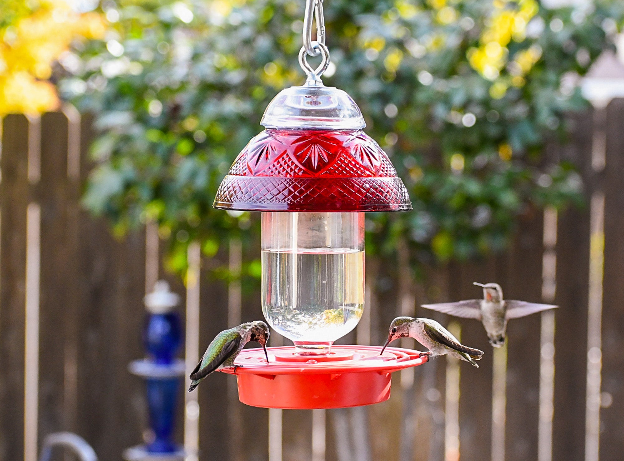 Bee Proof Hummingbird Feeder: Ruby Red Glass Bowl, 16 oz Bottle
