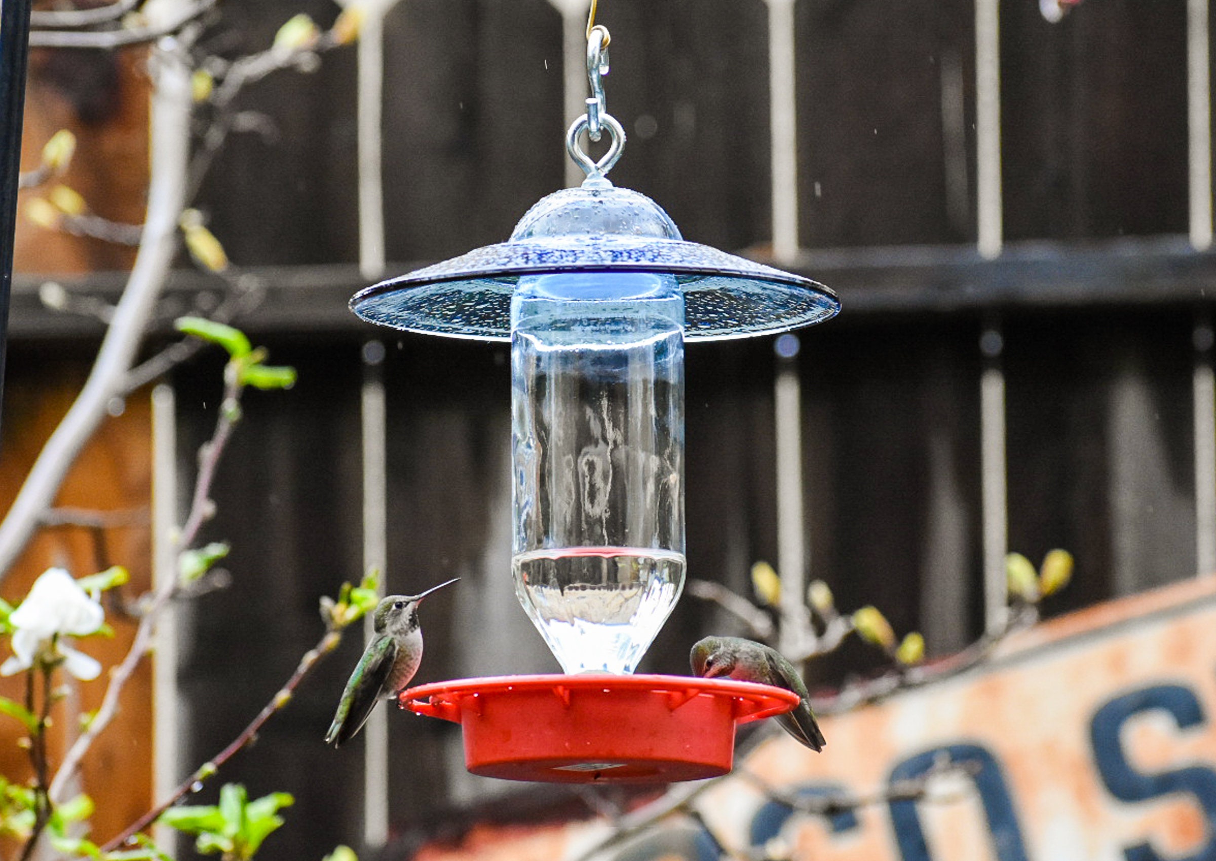 Hummingbird Feeder with No DripBee Free Clear 16 oz Vinegar Etsy.de