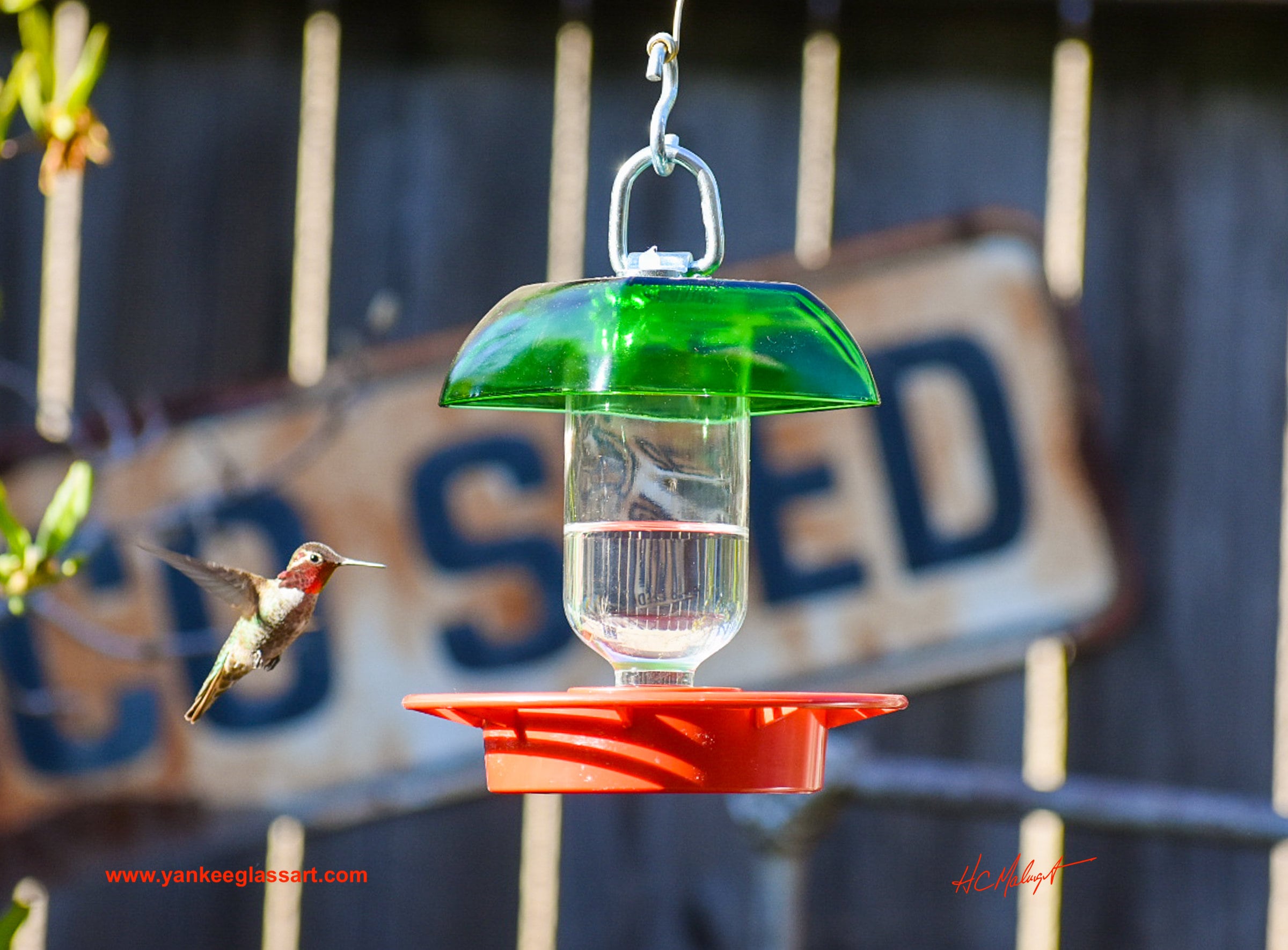 Hummingbird Feeder No Drip 8 oz Clear Round Etsy