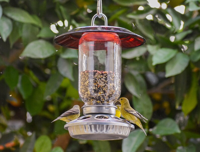 May include: A red and clear glass bird feeder with a metal base and a metal roof. The feeder is filled with birdseed and two yellow birds are perched on the feeder.