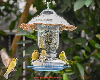 Hanging Bird Feeder, Hanging Feeder for Song Birds, Mason Jar Glass with Jeannette Iridescent Amber Iris and Herringbone Bowl