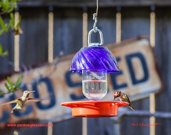 May include: A purple glass hummingbird feeder with a red plastic base and a hummingbird perched on the rim. The feeder is hanging from a hook and there is a sign that says "CLOSED" in the background.