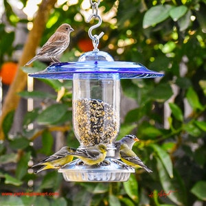 May include: A blue glass bird feeder with a clear glass container filled with birdseed.  Four birds are perched on the feeder, including a brown house finch and three yellow finches. The feeder is hanging from a chain.