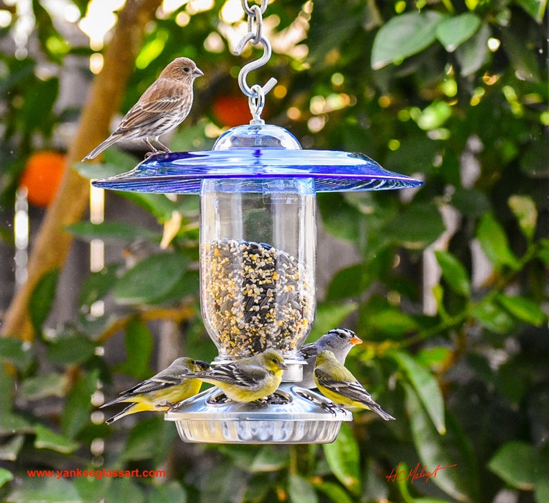 May include: A blue glass bird feeder with a clear glass container filled with birdseed.  Four birds are perched on the feeder, including a brown house finch and three yellow finches. The feeder is hanging from a chain.