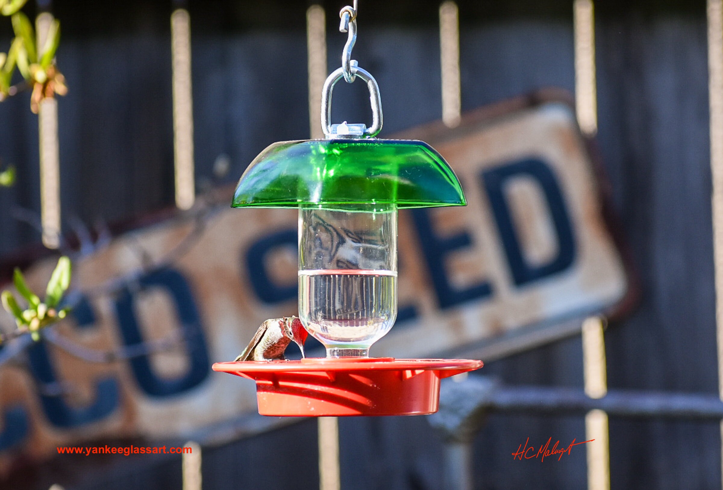 Hummingbird Feeder No Drip 8 oz Clear Round Etsy