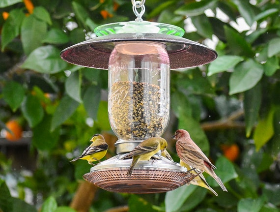 DIY : comment fabriquer une mangeoire à oiseaux avec un pot de