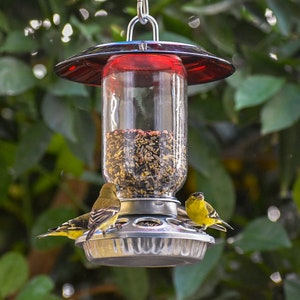 May include: Three yellow finches perched on a red and silver bird feeder. The feeder is a glass jar with a red lid and a silver base. The jar is filled with birdseed.