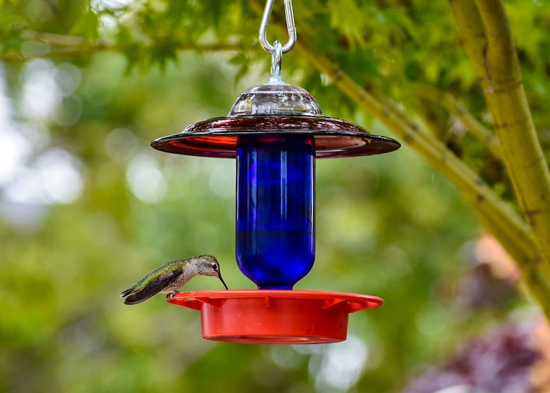 A red and blue hummingbird feeder with a hummingbird drinking nectar from the feeder.
