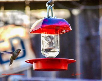 Ruby Red Glass Hummingbird Feeder: No Drip, Bee Proof