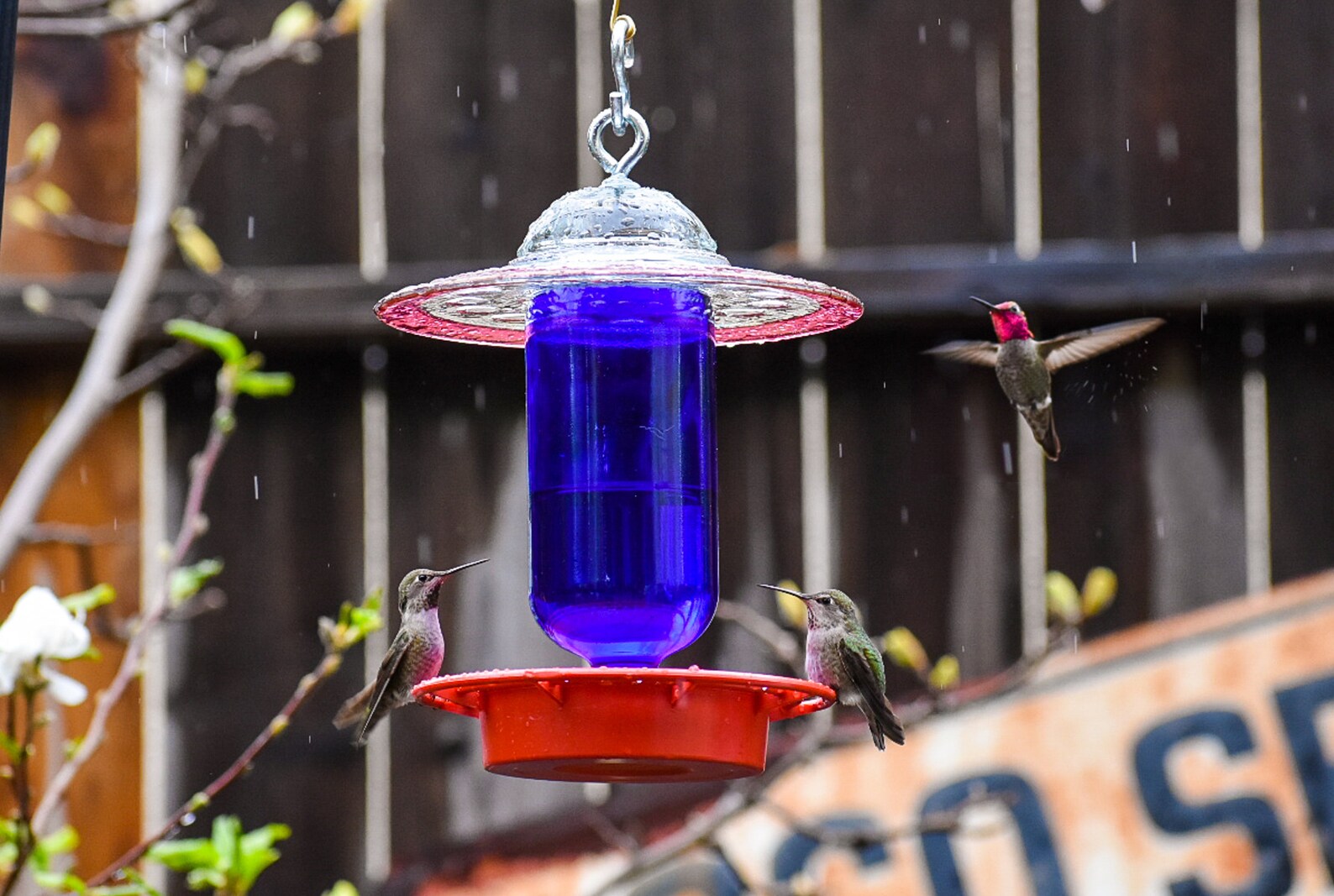 Hummingbird Feeder with No DripBee Free Clear 16 oz Bottle Etsy