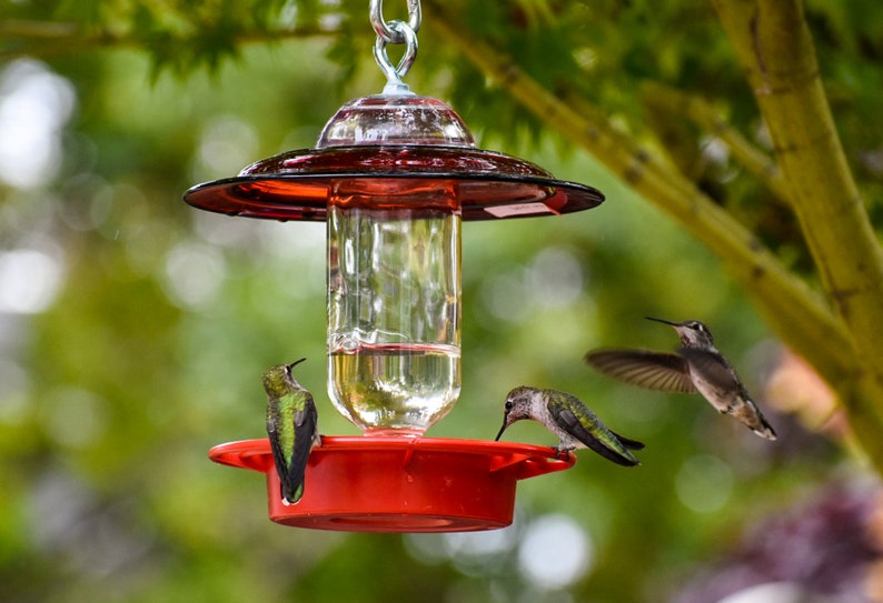 Hummingbird Feeder Bee Proof with choice of 8 oz Clear or Cobalt Bottle with Red Glass Plate Clear 8 oz Bottle