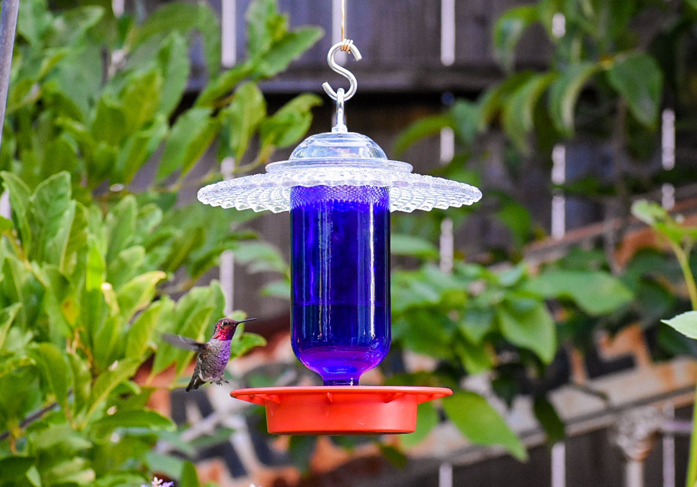 Hummingbird Feeder Bird Feeder No Drip Bee Proof Hand Etsy