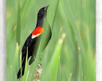 Red-wing in the grass, Red, Wing, Blackbird, Bird, Birder, Gift for a Birder, Portrait, Nature Art, Photo, Photograph, Room Decor
