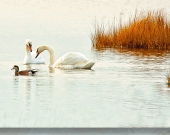 Waterfowl Photo, Mute Swans, Photo, Photograph,  Image, American Wigeon, Water Birds, Bird Art, Nature Art, Gift for a Birder, Water Scene