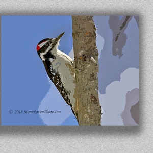 Bird Photography, Bird Photograph, Hairy Woodpecker photo ,Print, Bird Art