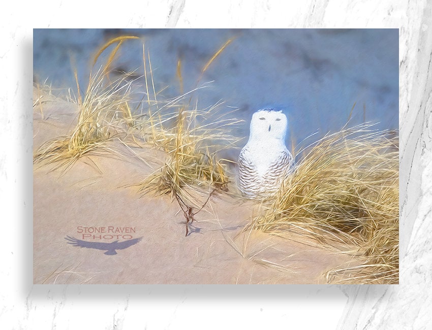 Snowy Owl Photo, Owls, Plum Island Snowy, Bird Art, Nature Art, Photograph,  Photography, Winter Bir