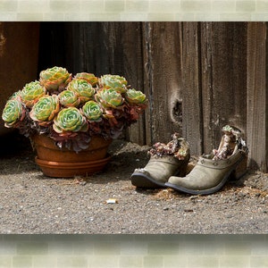 American West Photography,  Potted Plant Photograph, Old Shoes photo, Barn board , Photo