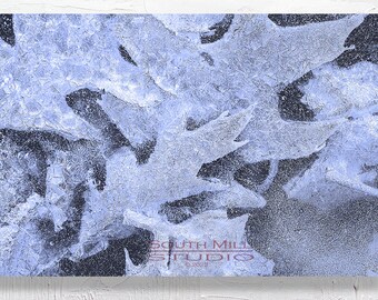 Frozen Oak Leaves, Nature Abstraction, Winter Scene, Ice image, cold weather