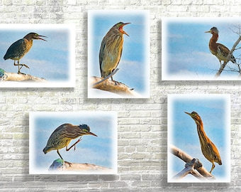 Heron Note Cards, Birding Note Card, Any Occasion Cards, Nature Cards, Birder Gift,  Green Heron Cards, Gift for a Birder