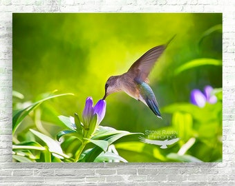 Bird Photography. Hummingbird, Nature Photography, Wildlife Art. Birds, Photo, Nature Art, Nature Scene, Wall decor, gift for a birder