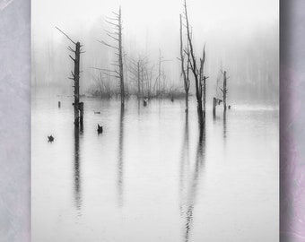 Winter Scene,  Image, Cold B&W, Serene, Fog , reflection, waterscape, water, nature, landscape, photo, photograph, black and white, sepia