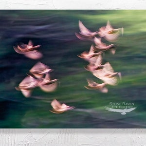 Starlings, Abstract, Nature Abstraction, Bird, Bird Art, murmuration of starlings, Photograph, photography, gift for a birder, photo