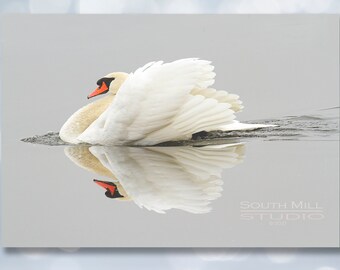 Mute Swan, Photo, Swan, Elegant Bird, Wildlife, Nature, White Swan, Reflection, Water Bird, Gift for a Birder, Large Bird, Photography