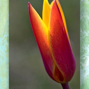 Tulip Blossom, Flower Print, Red,  Tulip Tarda, Wild Tulip, Photograph, Macro, Nature Print, Gift for Gardener, Flower Photograph