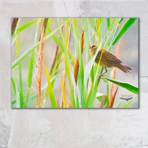 Bobolink Photograph, Bird Photography,  Nature Art, Birding Photograph, Nature Scene, Bobolink