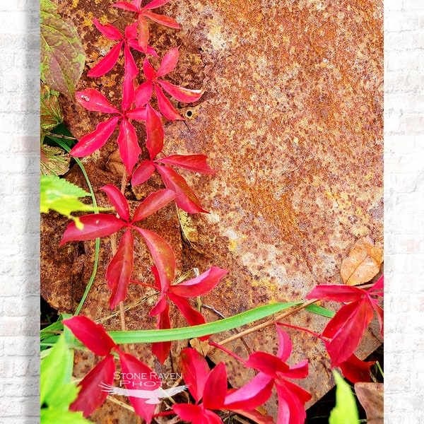Plant Photography, Virginia Creeper Photograph,  Fall Colors,  Vine , Print , Photo