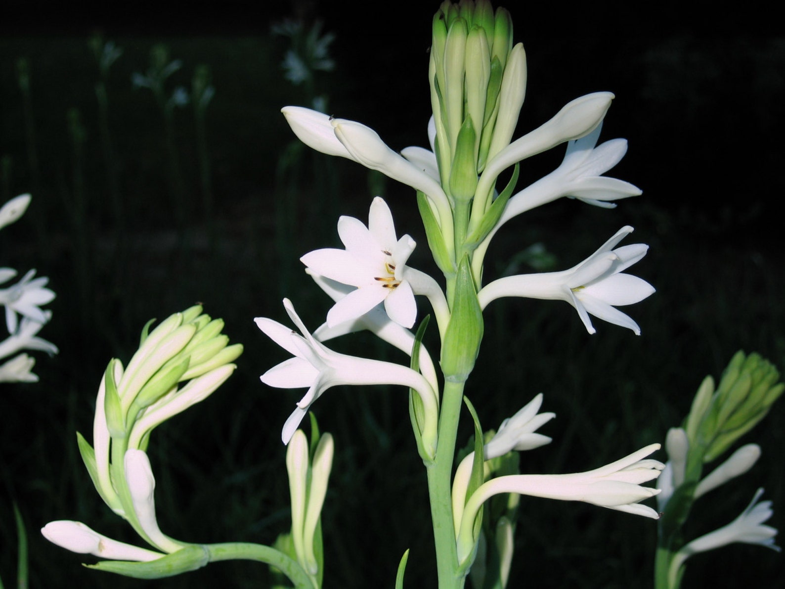 Tuberose Single Mexican Large Clumps Set of 2 FRAGRANT Etsy