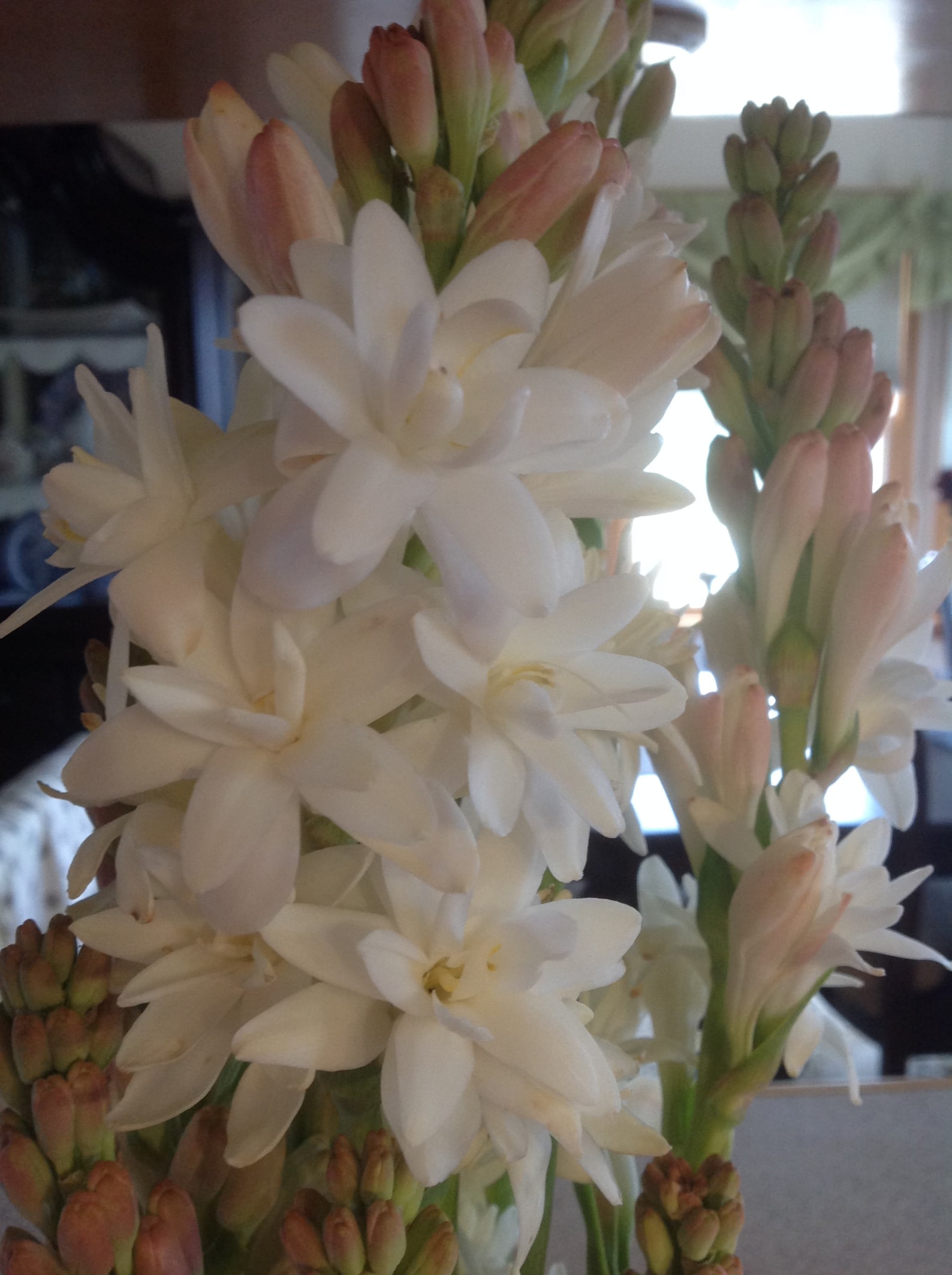 Tuberose double pearl bare root plant set of 5 FRAGRANT Etsy