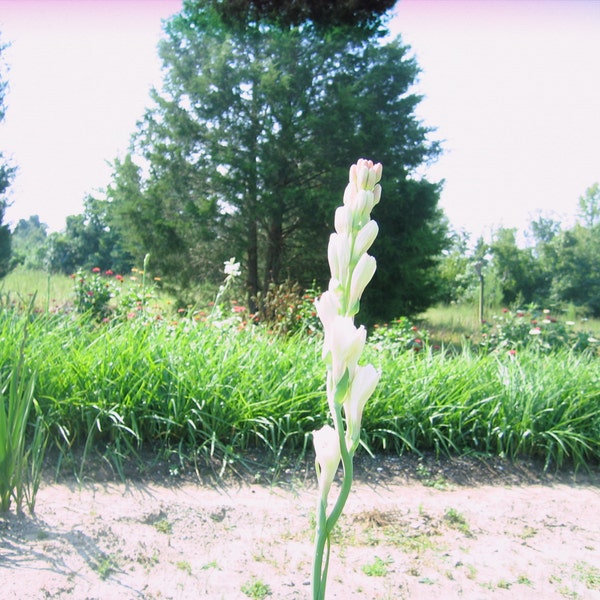 Tuberose double pearl bulbs set of 5  Bulbs -  FRAGRANT- polianthus