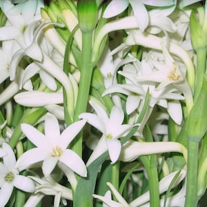 May include: A bouquet of white flowers with long green stems. The flowers have a star-shaped bloom and are arranged in a cluster.