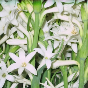 Tuberose single Mexican bulbs set of 5 -  FRAGRANT- polianthus