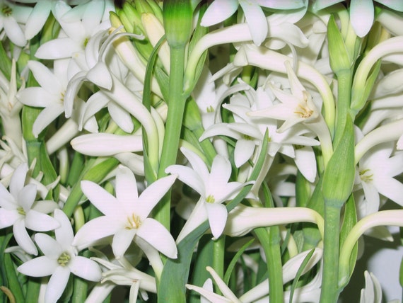 Tuberose single Mexicn bloom size bulbs set of 6 FRAGRANT