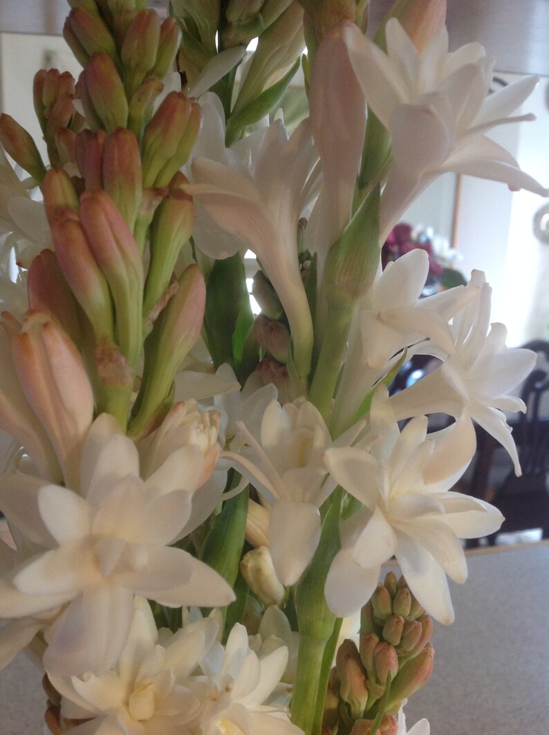 Tuberose Double Pearl Bare Root Clumps Set of 2 FRAGRANT Etsy