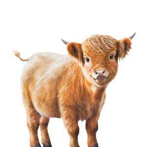 May include: A fluffy, light brown Highland cow calf with a white patch on its side stands facing the camera with its head tilted slightly. The calf has a friendly expression and its ears are perked up.