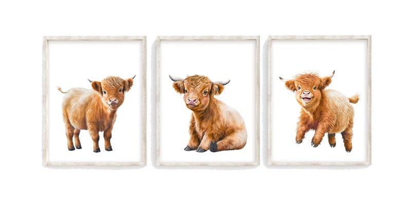 May include: Three framed prints of Highland cattle, each with a different pose. The cattle are brown and white with fluffy fur. The frames are white with a wood grain texture.