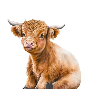 May include: A brown and white Highland cow calf sitting with its legs crossed. The calf has a fluffy coat and big brown eyes.